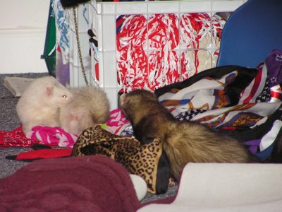 ./2005/Ferrets/thumbferrets